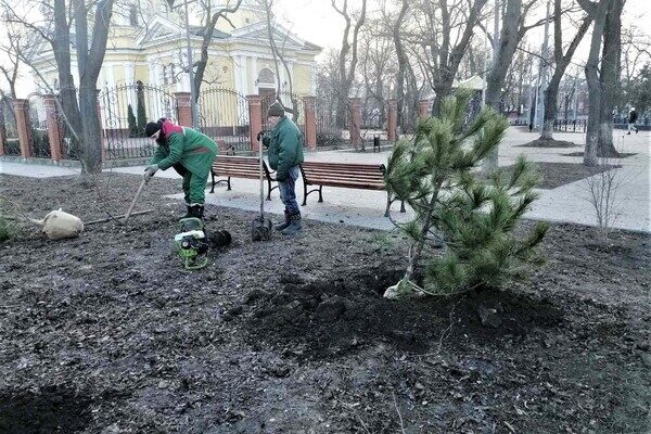 На улицах Одессы коммунальщики посадили сосны