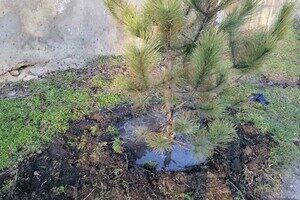 На улицах Одессы коммунальщики посадили сосны
