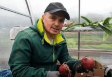 «Смарагдове небо»: аграрій з Київщини розповів, як вирощував батат у бетонному кільці, і як ділянку атакували кроти