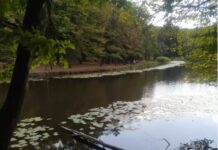 Час туманів: нового тижня синоптики обіцяють українцям трохи дощів і поривчастий вітер