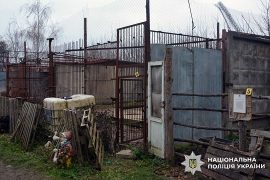 У&nbsp;Хмельницькому всім світом ловили левів, що&nbsp;втекли (відео)